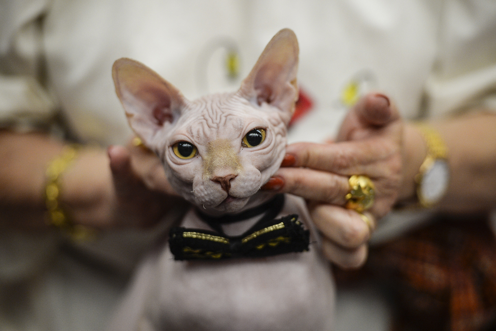 Kenzo, şase luni, din rasa Canadian Sphynx, este evaluat de Gina Grob, arbitru din Lituania, în prima zi a expoziţiei "International Spring Cat Show - " Mărţişorul Pisicilor", în Bucureşti, sâmbătă, 8 martie 2014.