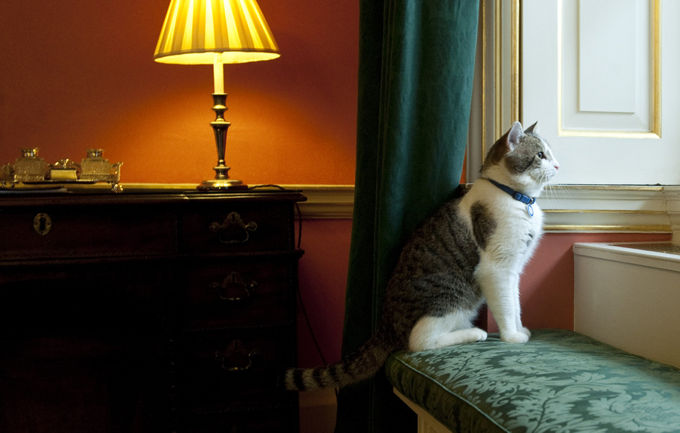 "Larry", noua pisică de pe Downing Street numărul 10, reşedinţa primului ministru al Marii Britanii, se uită pe fereastră, în Londra, marţi, 15 februarie 2011.