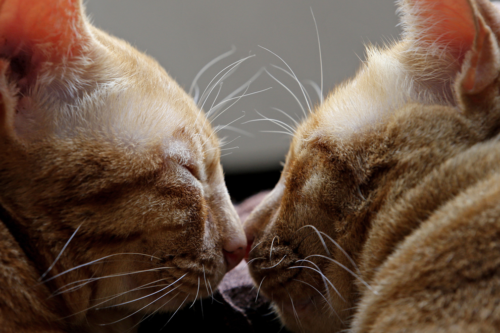 Două pisici portocalii, cu mustăţi lungi, albe, dorm nas in nas în Bangkok, Thailanda, miercuri, 22 ianuarie 2014.