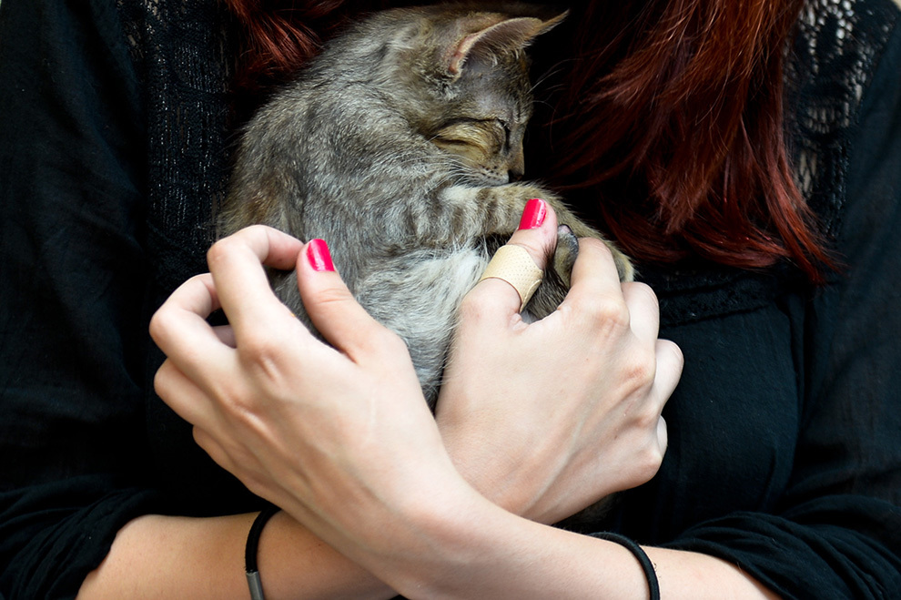 O tânără se joacă cu o pisică, în cadrul unui eveniment de adopţie de pisici, aflat la a noua ediţie, organizat de "Streetcats", în Bucureşti, duminică, 24 august 2014. 
