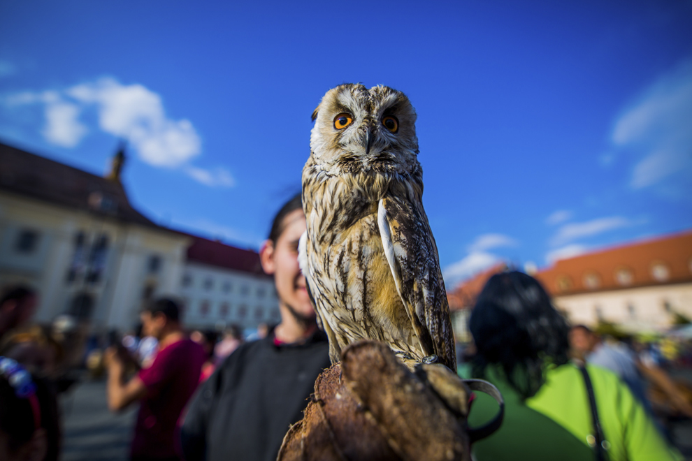 O bufniţă poate fi văzută în timpul celei de a XIV-a ediţii a Festivalului Medieval "Cetăti Transilvane", în centrul istoric al Sibiului, sâmbătă, 30 august 2014.