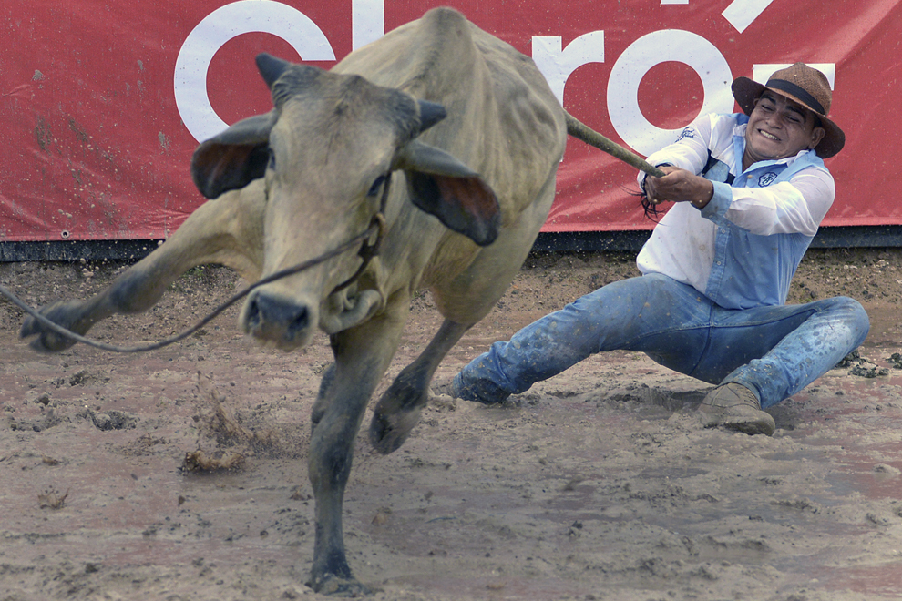 Un cowboy columbian trage de coadă un animal în încercarea de a-l dezechilibra, în timpul campionatului mondial Coleo, în Villavicencio, Columbia, vineri, 10 octombrie 2014.