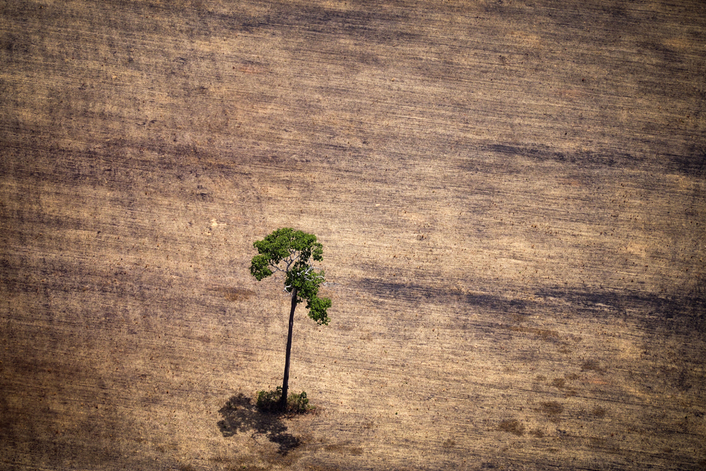 Un copac poate fi văzut într-o zonă defrişată din jungla amazoniană, în Para, Brazilia, marţi, 14 octombrie 2014.