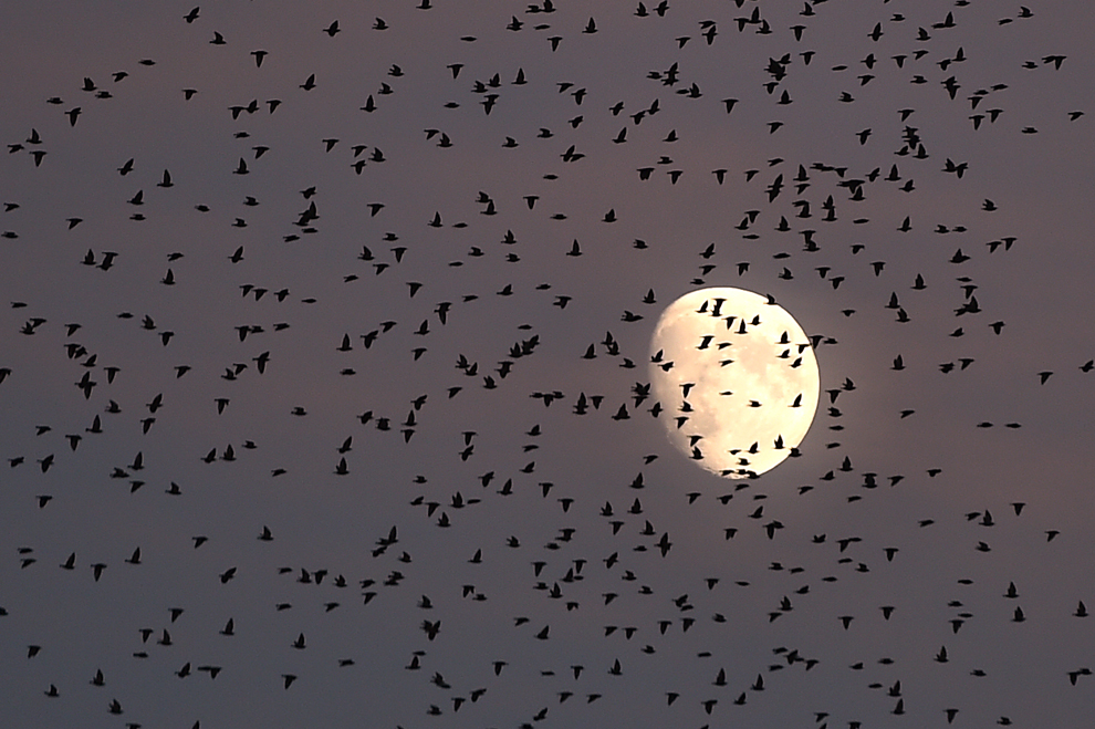 Un stol de grauri zboară prin faţa lunii, în timpul migraţiei anuale, în Roma, Italia, luni, 3 noiembrie 2014. 