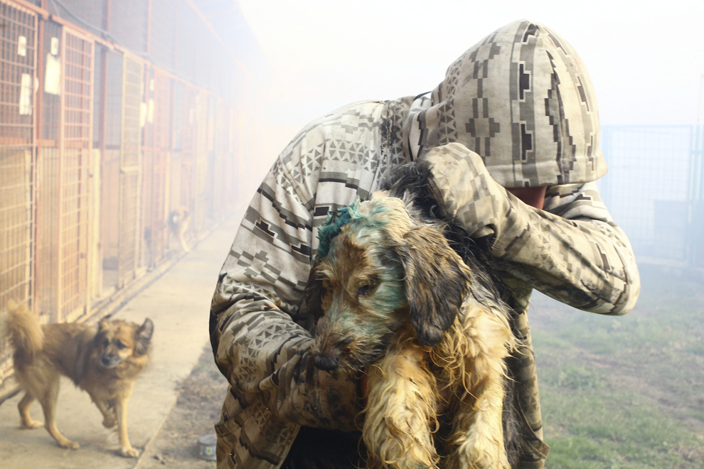 Angajaţi ai adăpostului pentru câinii fără stăpân Danyflor şi voluntari de la Salvo evacuează câinii din padocurile cuprinse de un incendiu, în Timişoara, marţi, 4 noiembrie 2014.