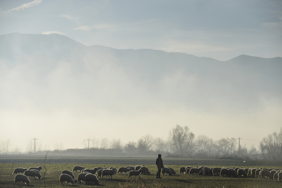 Un bărbat păzeşte o turmă de oi în Vlădeni, judeţul Braşov, duminică, 16 noiembrie 2014.