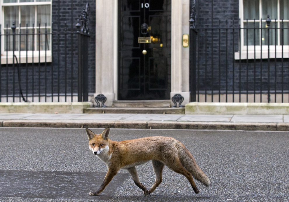O vulpe trece prin faţa reşedinţei premierului britanic din strada Downing, numărul 10, din Londra, marţi, 13 ianuarie 2015.