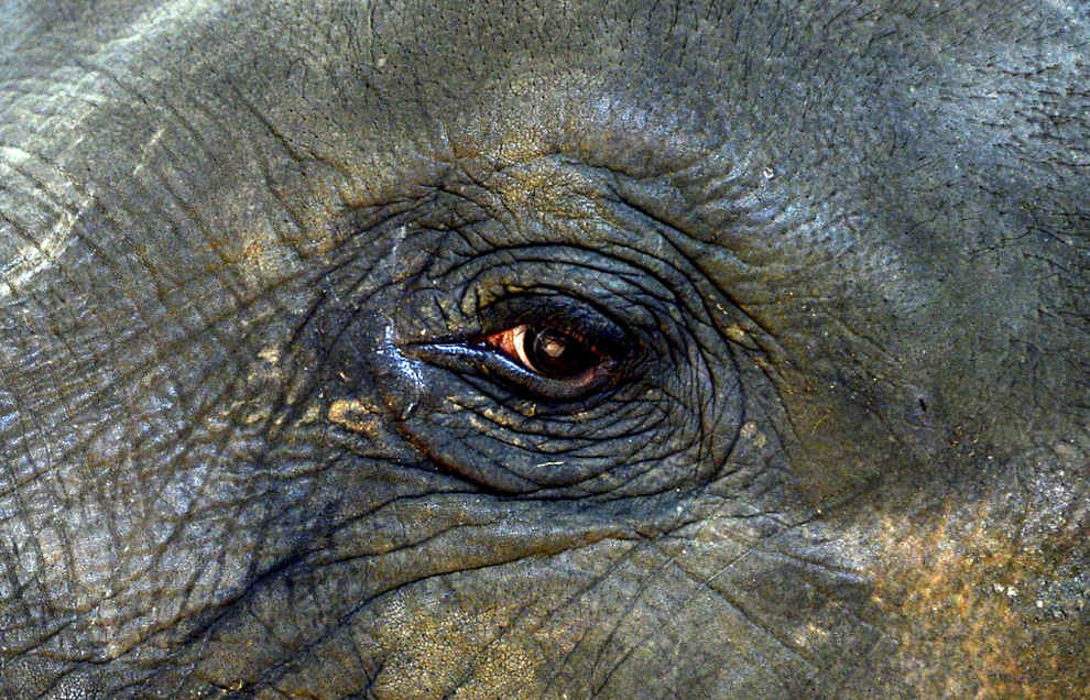 Imagine cu ochiul unui elefant aflat în orfelinatul pentru elefanţi Pinnawela, din Colombo, Sri Lanka, duminică 18 ianuarie 2015.