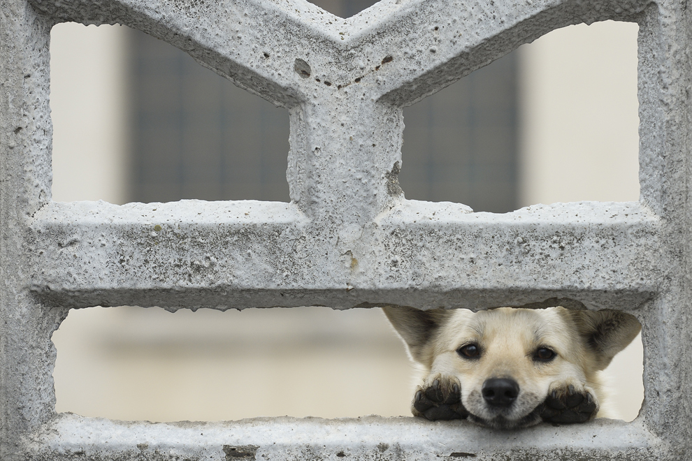Un câine se joacă în curtea unei unităţi ISU de pe strada Progresului din Bucureşti, vineri, 23 ianuarie 2015.