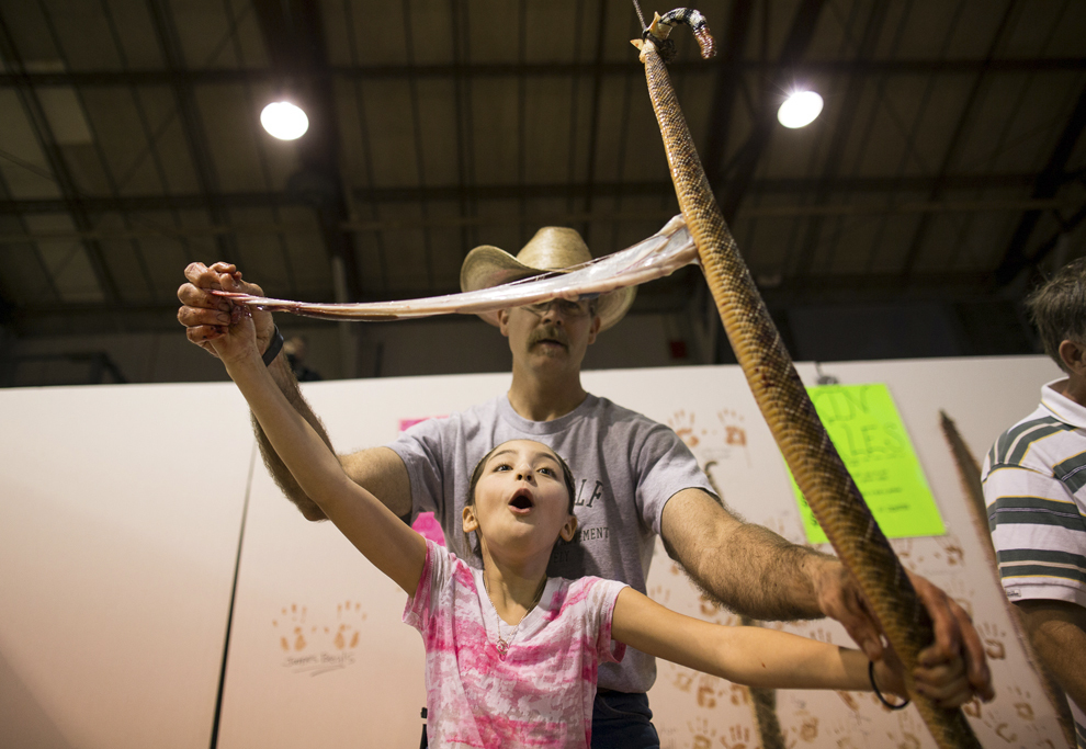 Makenna Thurman din Sweetwater, Texas, curăţă pielea de pe un şarpe cu clopoţei, în cadrul celei mai mari adunări de şerpi cu clopoţei ce a avut loc în Sweetwater, Texas, vineri, 13 martie 2015.