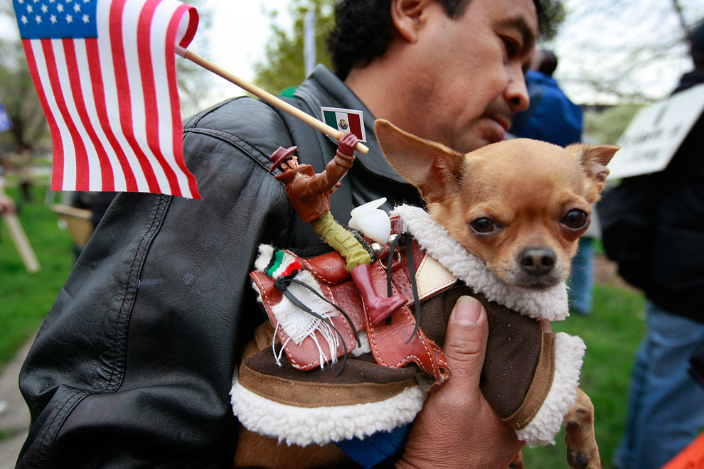 Margarito Morales şi câinele său Mickey se pregătesc să mărşăluiască în timpul demonstraţiilor organizate cu ocazia Zilei Internaţionale a Muncitorilor, în Chicago, Illinois, vineri, 1 mai 2009.  
