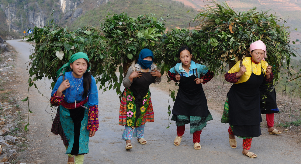 O fotografie realizată joi, 8 martie 2012, înfăţişează mai multe femei aparţinând tribului H’Mong, aflat în zona muntoasă din nordul Vietnamului, mergând spre casă cu coşuri pline de ierburi sălbatice in spate, în provincia nordică Ha Giang. 