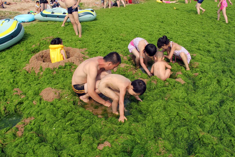 Un adult şi mai mulţi copii chinezi se joacă pe o plajă publică acoperită cu alge, în Qingdao, în provincia Shandong din nord-estul Chinei, joi, 4 iulie 2013. 
