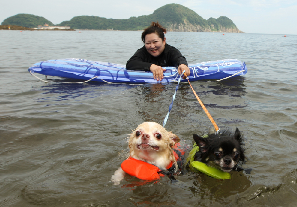 O femeie face baie alături de cei doi câini ai săi, Yoru (D) şi Hinaka, la Takeno Beach, duminică, 4 august 2013, în Toyoka, Japonia. 