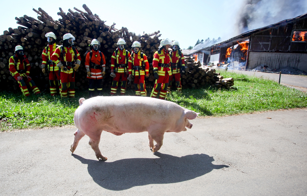 Un porc trece prin faţa unui grup de pompieri care încearcă să stingă un incendiu la o fermă din Bad Duerheim, sudul Germaniei, luni, 5 august 2013. 