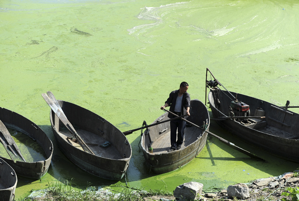Un bărbat pescuieşte în apele pline de cyanobacterii ale lacului Chaohu, provincia Anhui, marţi, 4 iunie, 2013. 