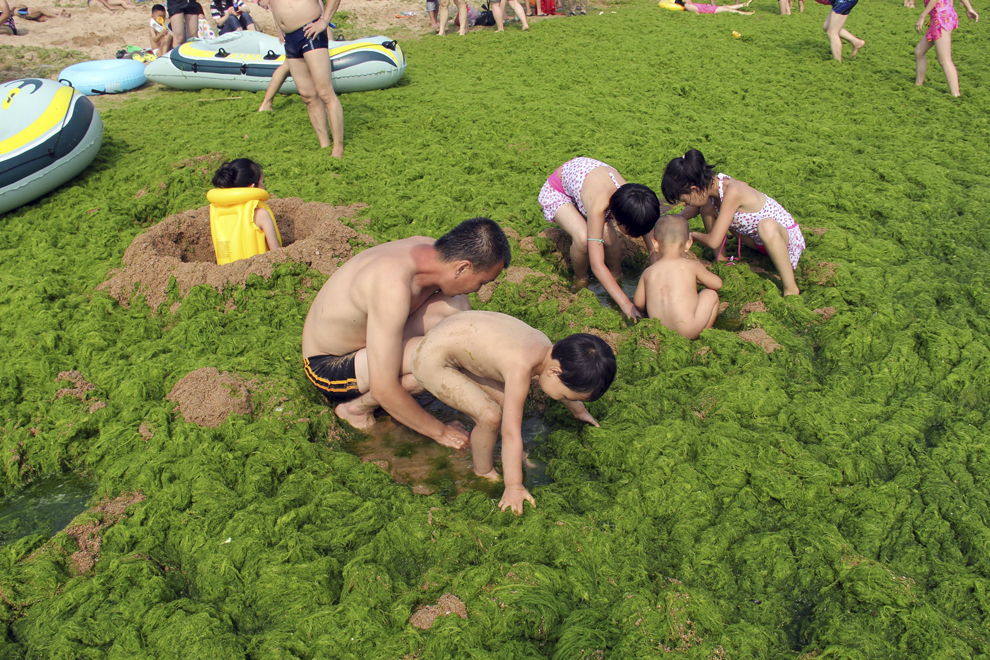 Mai mulţi chinezi aflaţi la mare se joacă printre algele ce acoperă plaja, în Qingdao, nord estul provinciei Shandong, joi, 4 iulie 2013. 