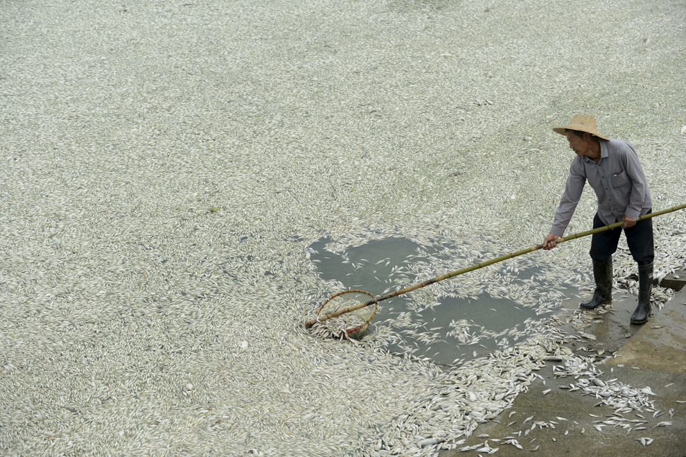 Un locuitor curăţă peştii morţi din râul Fuhe, în Wuhan, provincia Hubei, în centrul Chinei, marţi, 3 septembrie 2013, după ce cantităţi mari de peşti morţi au început să apară la suprafaţă cu o zi înainte. 