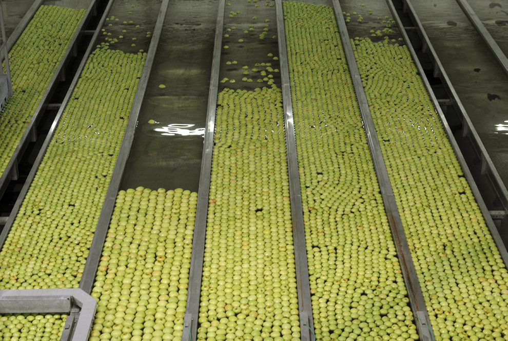 Această imagine realizată la 24 septembrie 2013 arată mere Golden în zona de pre-calibrare, în fabrica Cooperativei  "Preca Service", în Saint-Aubin-le-Depeint, vestul Franţei. 