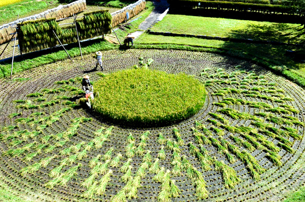 Fermierii recoltează "kuruma-da" sau un cerc de orez, luni, 16 septembrie 2013, în Takayama, Gifu, Japonia. 