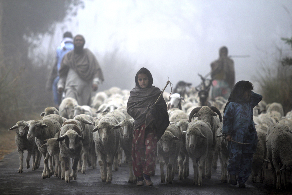 Tineri nomazi indieni Gujjar merg cu turma lor, prin ceaţă groasă, la marginea localităţii Jammu, joi, 19 decembrie 2013.