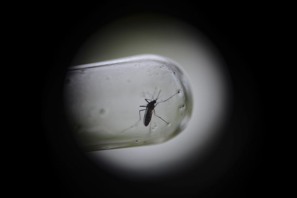 Un ţânţar Aedes Aegypyi (vector pentru febra dengue) poate fi văzut într-o eprubetă în cartierul Santa Barbara, Guatemala City, Guatemala, joi, 11 iulie 2013.