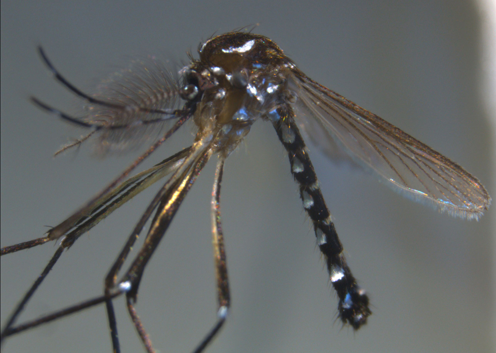 Imagine cu specia nou descoperită de ţânţar, Stegomyia pia, pe insula Mayotte, din Oceanul Indian. Ţânţarul Stegoyia pia ar putea fi un vector pentru boli ca febra dengue şi chikungunya. 