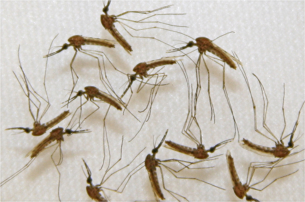 Imagine cu ţânţari infectaţi cu malarie, facută publică de catre Sanaria, Inc, Rockville , Maryland.