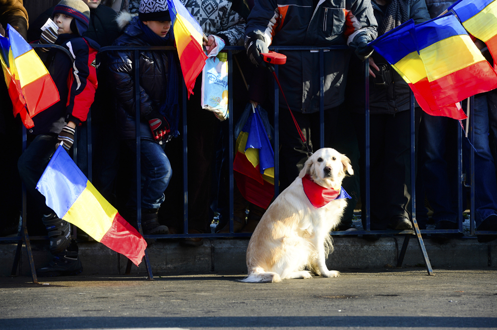 Un câine este ţinut în lesă de stăpânul sau, în timpul paradei militare organizate cu ocazia Zilei Naţionale a României, în Bucureşti, duminică, 1 decembrie 2013.