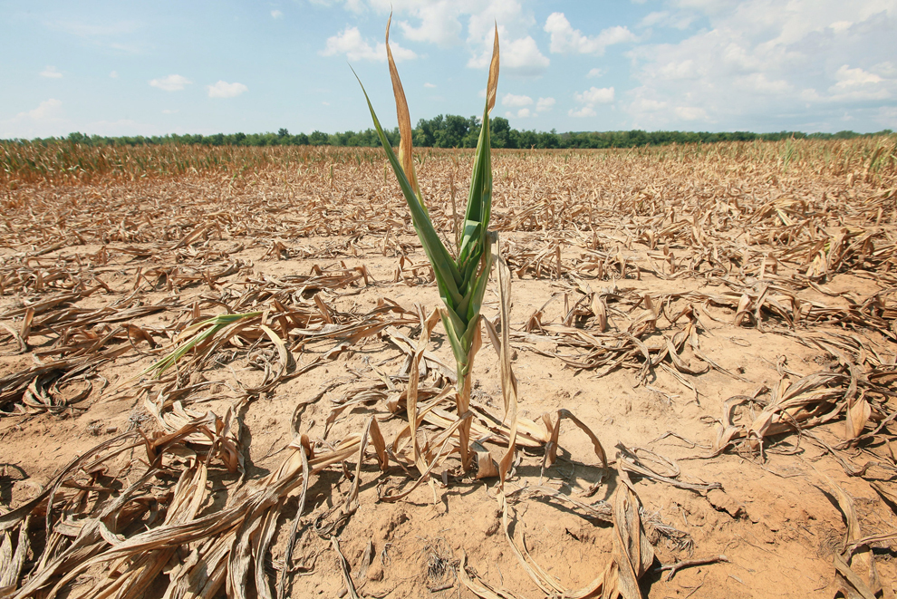 O tulpină de porumb poate fi văzută în mijlocul unui lan afectat de secetă, la o fermă din Shawneetown, luni, 16 iulie 2012. Culturile de porumb şi soia din mijlocul Statelor Unite au de-a face cu una dintre cele mai severe secete din ultimii 50 de ani. 