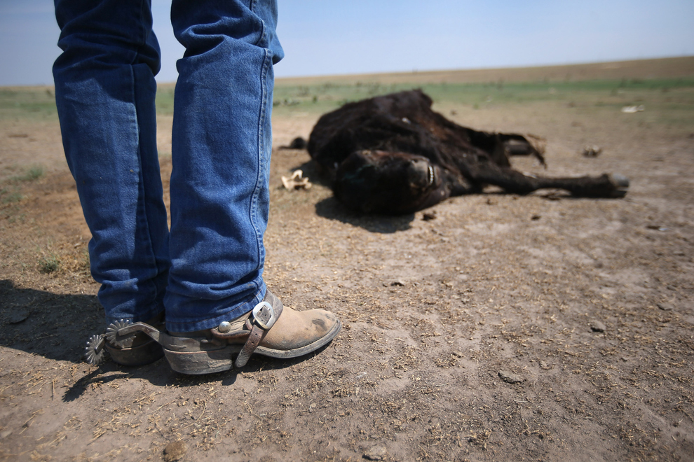 Fermierul Gary Wollert inspectează o vacă decedată, în apropiere de Eads, Colorado, miercuri, 22 august 2012. Multe vite din zonă suferă de infecţii respiratorii datorită oscilaţiilor mari de temperatură şi secetei. 