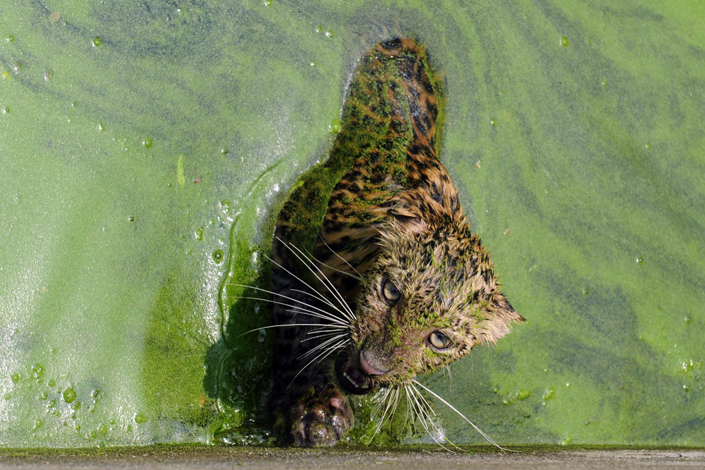 Un leopard sălbatic reacţionează după ce a căzut într-un rezervor cu apă aflat pe o plantaţie de ceai din Sangatram, la 30 de km de Siliguri, luni, 28 mai 2012.  