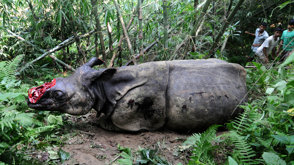 Mai mulţi săteni se uită la un rinocer rănit, care a fost împuşcat şi căruia i-a fost îndepărtat cornul de către braconieri, pe dealurile din jungla Parku, aproape de Parcul Naţional Kaziranga, miercuri, 26 septembrie 2012. 
