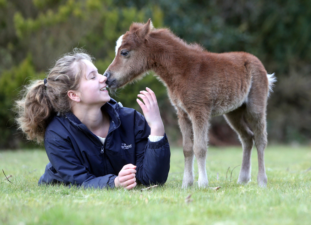 Sorrel, un mânz în vârstă de 4 zile şi înalt de 50 cm, născut în cadrul Centrului pentru Cai în Miniatură din Dartmoor, Devon, Marea Britanie, stă alături de Victoria Ginsberg, o fetiţă de 13 ani, sâmbătă, 6 aprilie 2013. 
