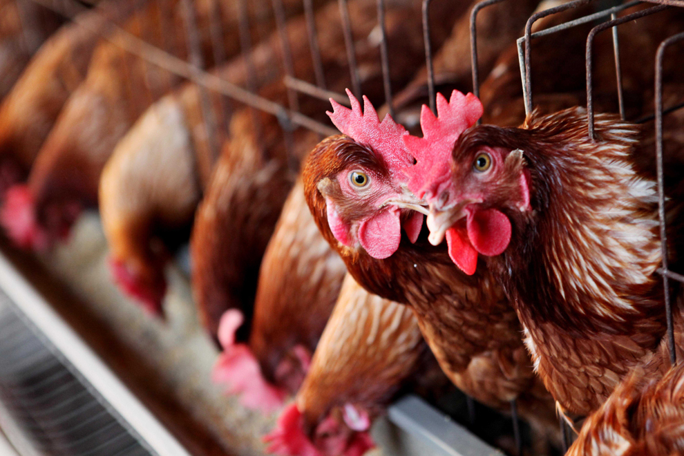 Pui de găină sunt observaţi la o fermă de pui, în Ganyu, China, miercuri, 3 aprilie 2013. Şapte cazuri de infecţii cu o nouă tulpină de gripă aviară, H7N9 au fost raportate în China, două în Shanghai, unul din Anhui şi patru în Jiangsu. 