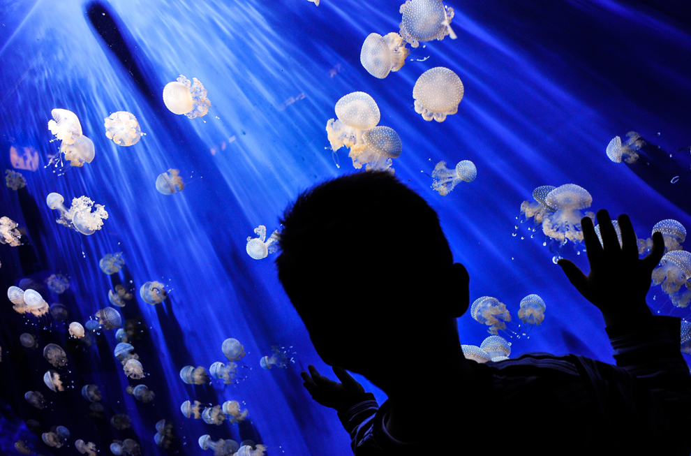 Un copil priveşte un grup de meduze, la acvariul din Genova, Italia,  sâmbătă, 25 mai 2013. 