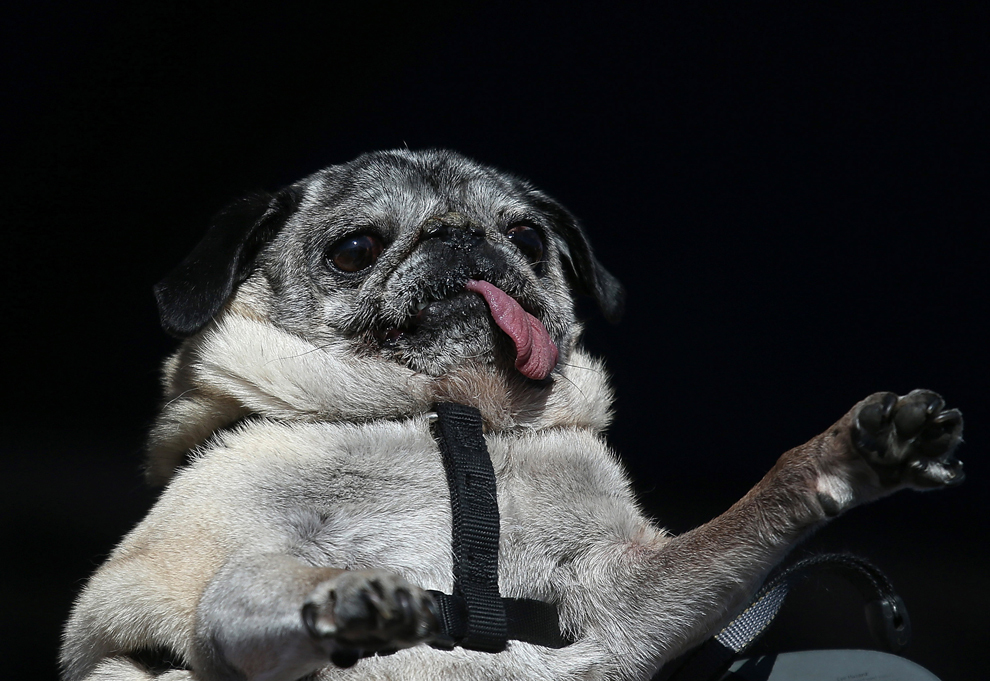 Penny, un câine din rasa Pug, priveşte în timpul concursului “Cel mai urât câine din lume”, aflat la cea de-a 25 ediţie,  în Petaluma, California, vineri, 21 iunie 2013. 
