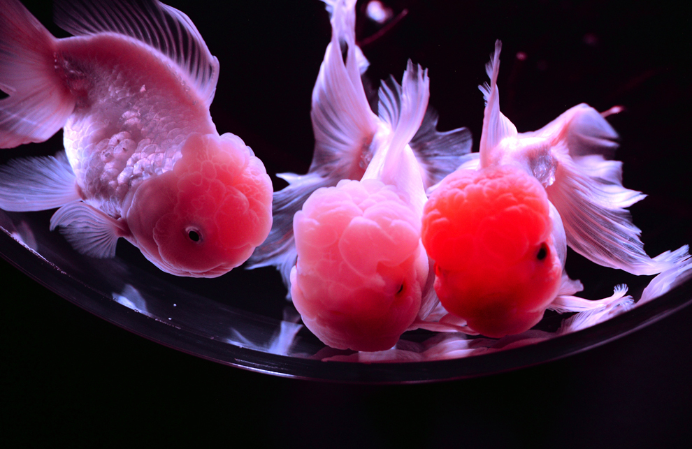 Peşti din specia Carassius auratus auratus înoată într-un acvariu, în timpul unei expozitii de artă, în Tokyo, Japonia, vineri, 12 iulie 2013. 