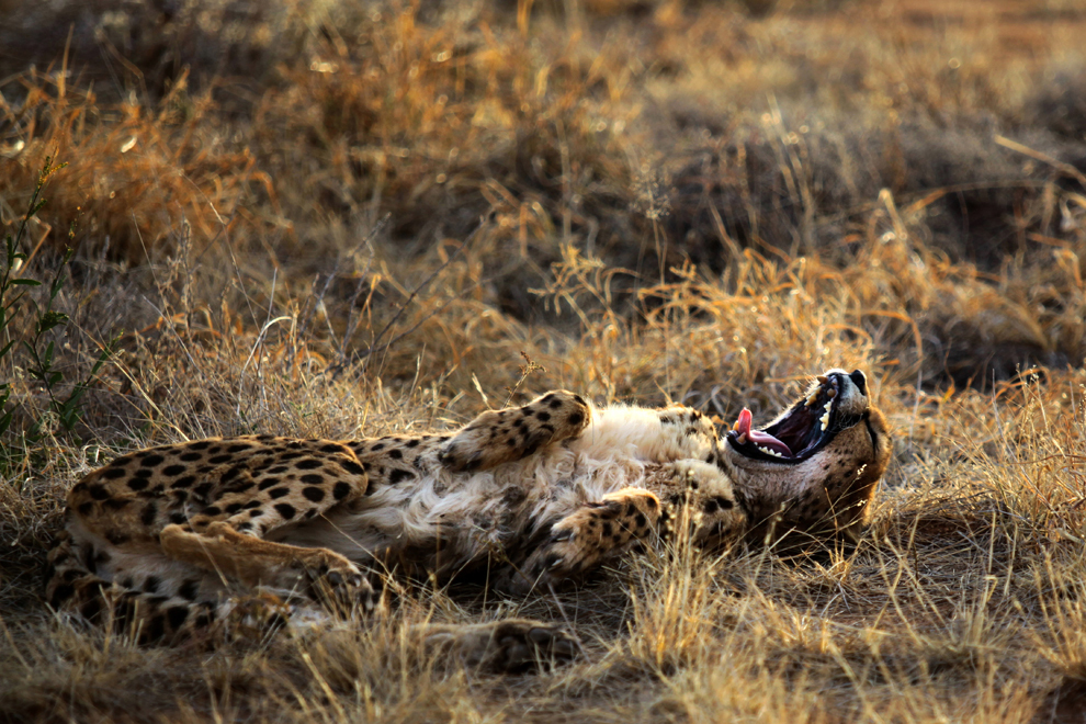 Un ghepard cască în rezervaţia pentru gheparzi din Otjiwarongo, Namibia, marţi, 13 august 2013. 