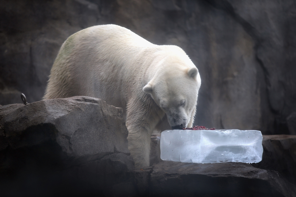 Ursul polar Hudson se răcoreşte cu un cub de gheaţă, la grădina zoologica Brookfield, Illinois, joi, 18 iulie 2013. 