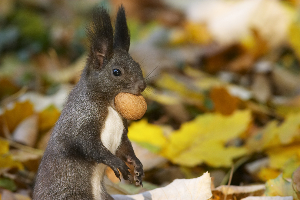 O veveriţă ţine în gură o nucă, joi, 6 octombrie 2005. 