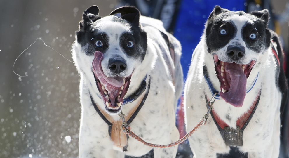 Câini sunt fotografiaţi în timpul cursei de sănii de 3,7 km, în Walgau, sudul Germaniei, sâmbătă, 2 martie 2013.