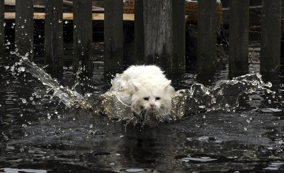 O pisică sare în apă în timpul inundaţiilor de primăvară, în satul Khvoensk din Belarus, aproximativ 280 km sud de Minsk, sâmbătă, 13 aprilie 2013.