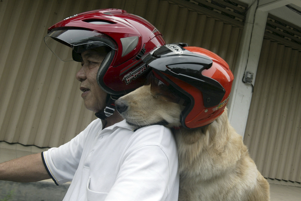 Handoko Njotokusumo şi câinele Ace merg cu motocicleta, în Surabaya, estul insulei Java, Indonezia, sâmbătă, 2 martie 2013.