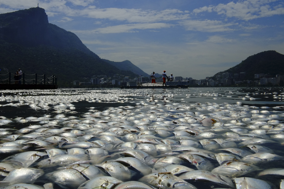 Tone de peşti morţi plutesc pe apele lagunei Rodrigo de Freitas, lângă muntele Corcovado,în Rio de Janeiro, Brazilia, miercuri, 13 martie 2013.
