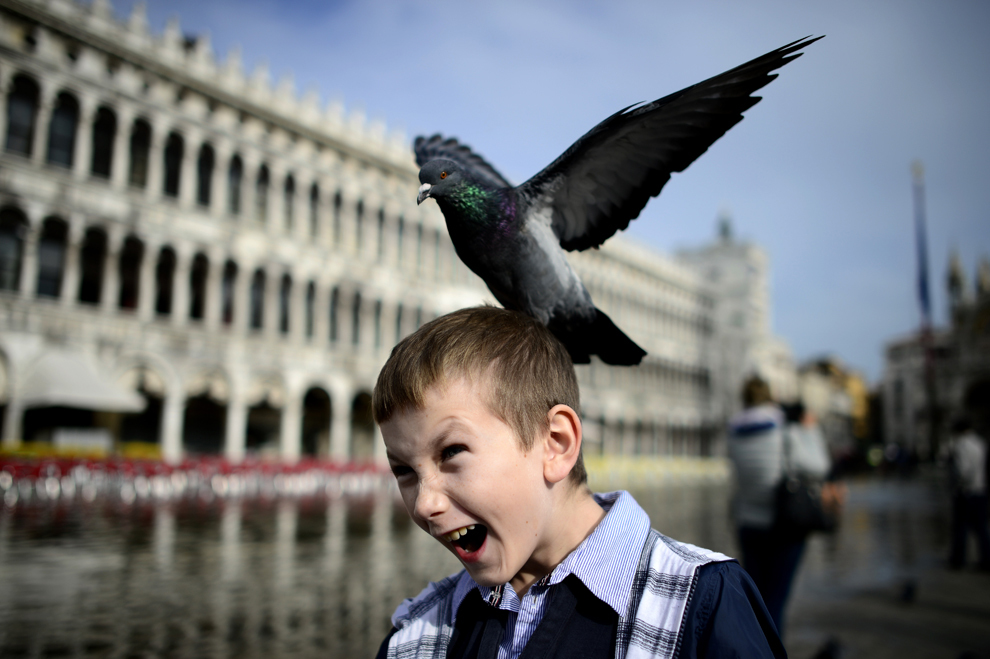 Un porumbel aterizează pe capul unui băiat în Piazza San Marco din Veneţia, Italia, luni, 4 noiembrie 2013.
