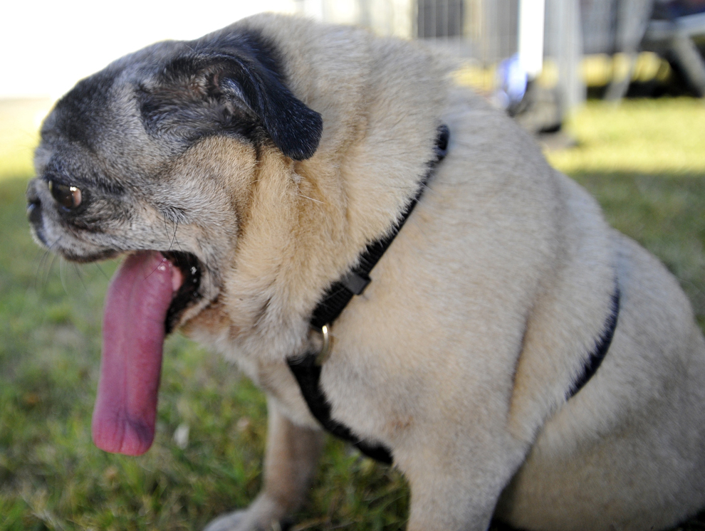 Penny, un mops de rasă pură, aşteaptă începutul competiţiei World's Ugliest Dog, competiţie ce desemnează cei mai urâţi câini, în Petaluma, California, SUA, vineri, 21 iunie 2013.