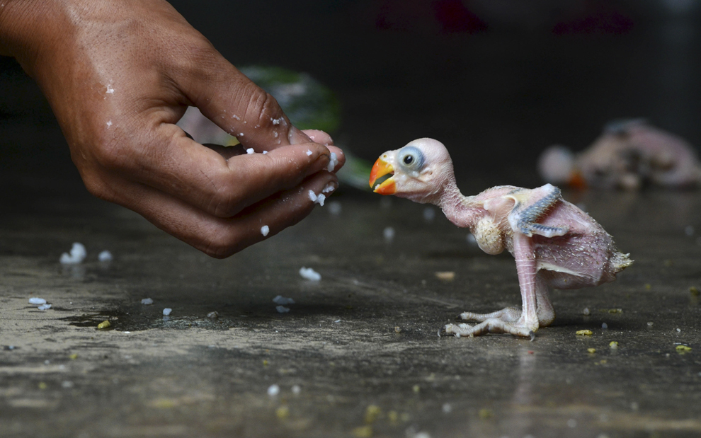 Un pui de papagal indian este hrănit din mână în Dimapur, India, miercuri, 24 iulie 2013, după ce a fost prins într-o pădure de către un vânător local şi oferite spre vânzare.