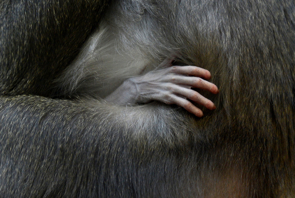 Fotografia arată măna unui pui de maimuţă de o săptămână care este ţinut în braţe de mama sa, în incinta grădinii zoologice Hellabrunn din Munchen, sudul Germaniei, joi, 31 ianuarie 2013.