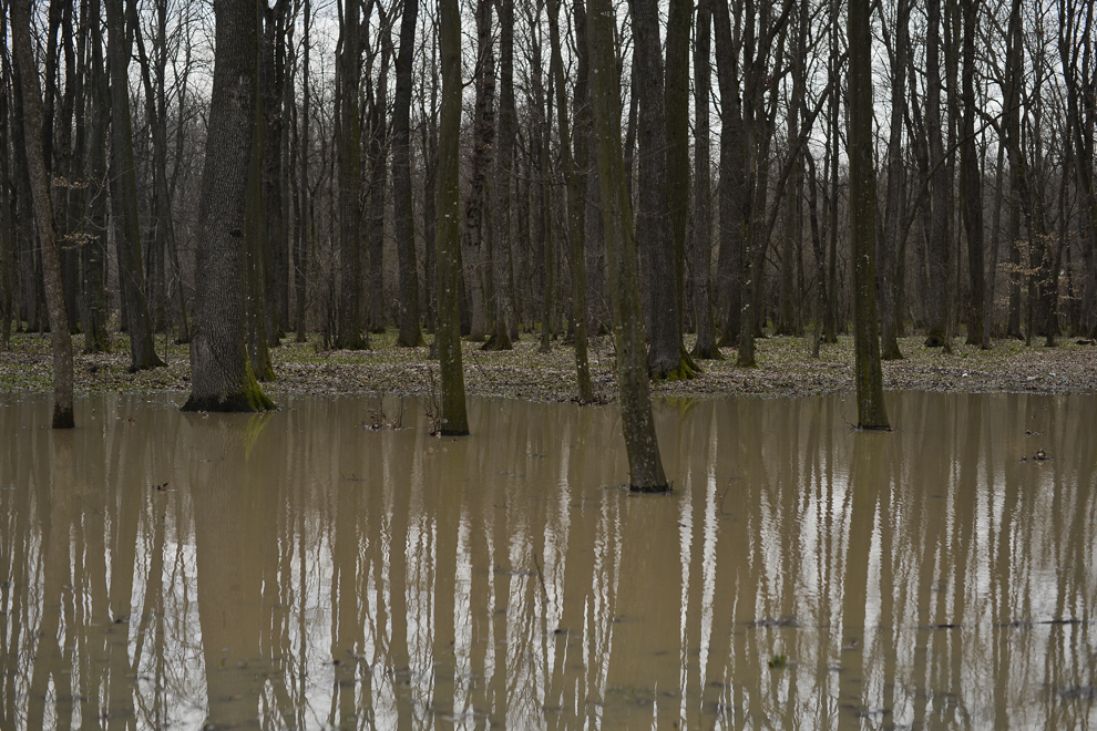 O porţiune din pădurea Călugări-Singureni este inundată, lângă localitatea Călugăreni, judeţul Giurgiu, luni, 10 martie 2014. Raul Neajlov a ieşit din matcă şi a inundat câmpuri şi păduri pe sectorul Vadu Lat-Călugăreni.